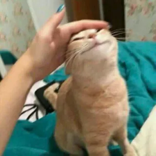 🐈 고양이, 애완동물, 동물, 손, 집고양이, 생강 고양이 telegram sticker
