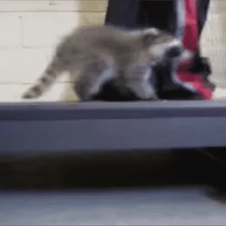 🏃 енот, животное, милый, дикая природа telegram sticker