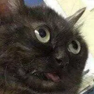 👅 cat, meme, funny, animal whatsapp sticker