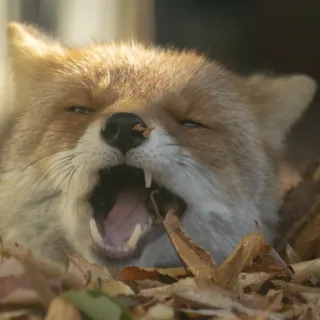 🦊 whatsapp sticker
