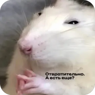 🫥 Отвратительно. А есть еще? rat, funny, meme, rodent, disgusted, funny animal telegram sticker