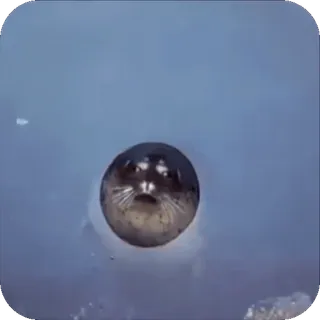 😟 foca, animal, água, fofo, mamífero, vida selvagem whatsapp sticker