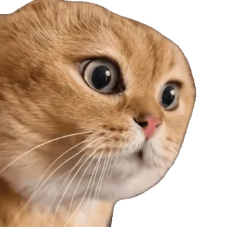 😠 chat, chat orange, mignon, animal de compagnie, animal, choqué, surpris telegram sticker