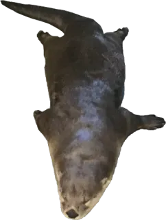 💤 zwierzę, wydra, ssak, dzika przyroda, wydra rzeczna telegram sticker