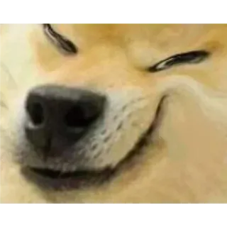 😈 Doge chó, meme, internet, dễ thương, động vật, thú cưng telegram sticker