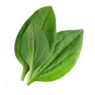 😧 plantain, leaf, green, herb, nature, plant telegram sticker