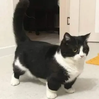 🍑 cat, animal, domestic cat, pet, tuxedo cat, mammal telegram sticker