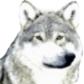 🐺
