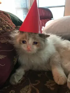 🥺 kucing, anak kucing, sedih, topi pesta, hewan peliharaan, binatang telegram sticker