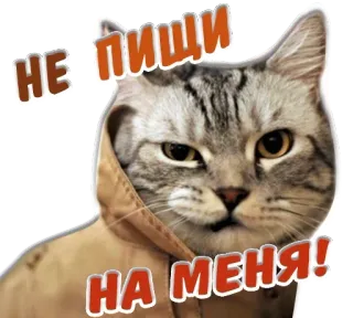 🤫 НЕ ПИШИ
НА МЕНЯ! gato, pegatina, gracioso, lindo, animal, mascota telegram sticker