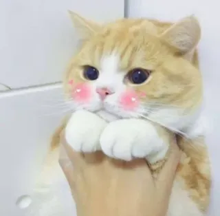 😳 cat, animal, pet, cute, kitten, domestic cat whatsapp sticker