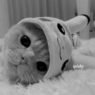 🕸 ipishy 猫, 小猫, 动物, 宠物, 可爱, 皮卡丘, 连帽衫 telegram sticker