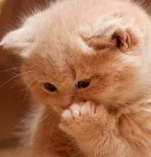 🎀 cat, kitten, cute, animal, orange, sad whatsapp sticker