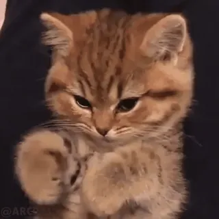 🥺 mèo, mèo con, dễ thương, động vật, thú cưng, mèo telegram sticker