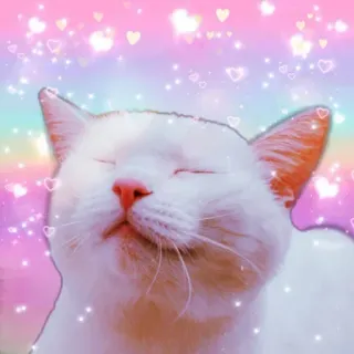 ❤ gato, animal, lindo, corazones, brillos, gato blanco whatsapp sticker