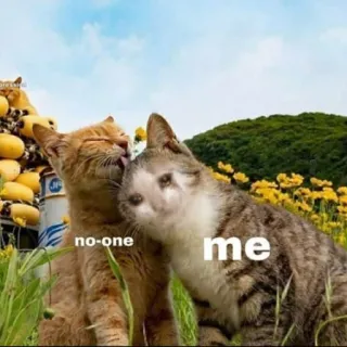 🐱 no-one me 猫, ミーム, 面白い, ペット, 動物, かわいい, ユーモア telegram sticker