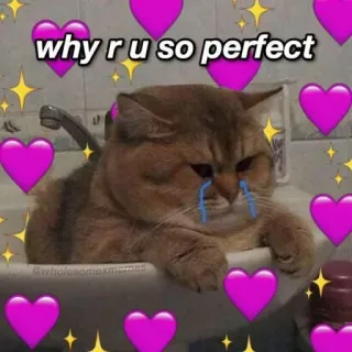 ❤️ why r u so perfect кот, мем, милый, сердечки, любовь, идеальный, душевный telegram sticker