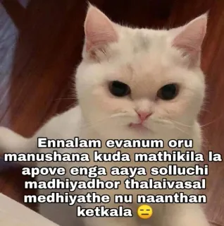😂 Ennalam evanum oru
manushana kuda mathikila la
apove enga aaya solluchi
madhiyadhor thalaivasal
medhiyathe nu naanthan
ketkala gato, gato branco, meme, engraçado telegram sticker