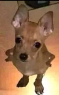 👀 cane, chihuahua, animale domestico, animale, carino, cane piccolo telegram sticker