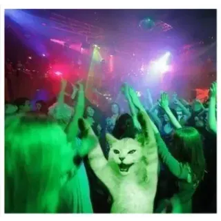 🐈 chat, danse, fête, célébration, animal, humour whatsapp sticker