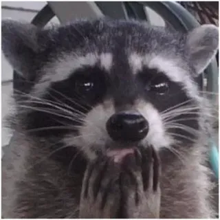 😍 Waschbär, Tier, süß, lustig, Meme telegram sticker