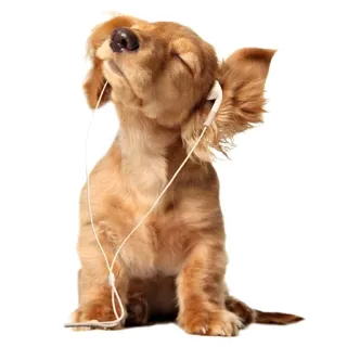 🎶 강아지, 이어폰, 음악, 강아지, 귀여운, 동물 telegram sticker