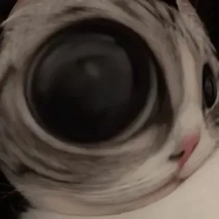 💀 cat, big eye, pet, animal, meme whatsapp sticker