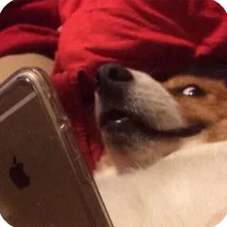 📱 dog, animal, phone, cute, pet telegram sticker