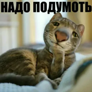 🤔 НАДО ПОДУМОТЬ 고양이, 생각, 밈, 러시아, 웃긴 telegram sticker