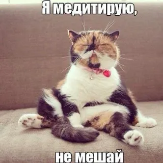 👏 Я медитирую, 
не мешай gato, meditación, divertido, animal, lindo, meme telegram sticker