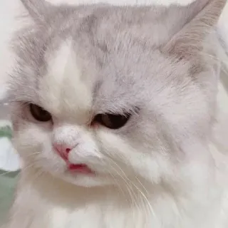 🗿 แมว, น่ารัก, สัตว์, สัตว์เลี้ยง, สัตว์ตระกูลแมว, บ้าน, ตลก, ลูกแมว telegram sticker