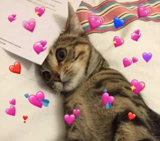 ❤️ gato, corações, amor, fofo, animal, animal de estimação whatsapp sticker