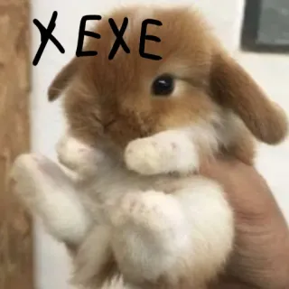 🐰 XEXE lapin, animal de compagnie, animal, mignon, adorable whatsapp sticker