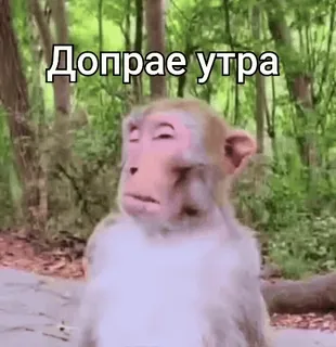 👋 Добрае утра singe, animal, bonjour, mème whatsapp sticker