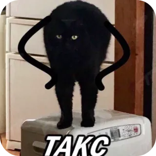 🐱 Buff Cat TAKC whatsapp sticker