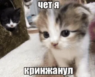 😶 чет я кринжанул gatto, gattino, meme, divertente telegram sticker