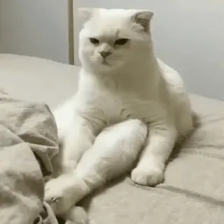 🧶 gato, gato blanco, lindo, mascota, animal, doméstico whatsapp sticker