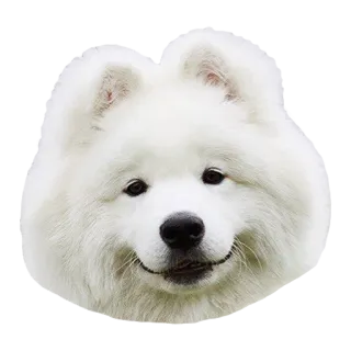😊 犬, サモエド, 動物, 可愛い, ペット, ふわふわ telegram sticker