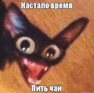 ☕ Настало время
Пить чай kot, mem, herbata, śmieszne, zwierzę whatsapp sticker
