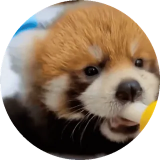 🐼 Panda mała, Zwierzę, Słodki, Ssaki, Dzikie zwierzęta telegram sticker