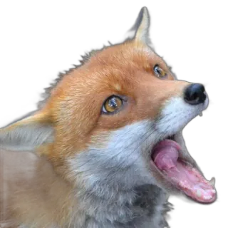 😫 fox, animal, wildlife, open mouth, surprise, mammal telegram sticker