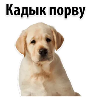 😔 Кадык порву dog, puppy, cute, pet, animal telegram sticker