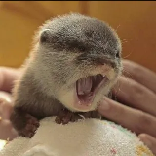🦦 nutria, animal, lindo, cría de nutria, fauna, mamífero telegram sticker
