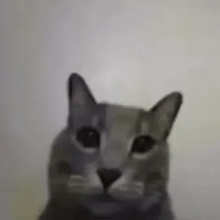 🌟 Katze, Tier, Haustier, süß, grau telegram sticker