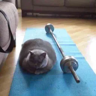 💪 кошка, упражнения, тяжелая атлетика, фитнес, спортзал, животное, милый telegram sticker