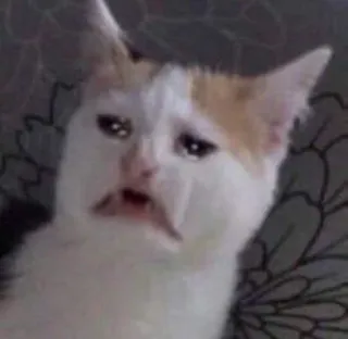 🌟 chat, triste, mème, animal telegram sticker