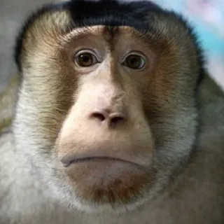 ☹️ scimmia, nasica, animale, mammifero, fauna selvatica, primate telegram sticker