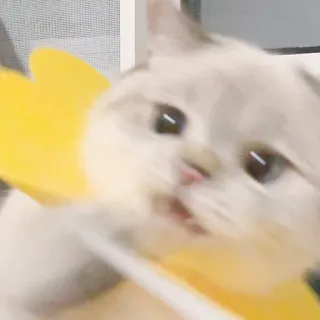 😐 cat, animal, pet, cute, yellow, adorable, kitten whatsapp sticker