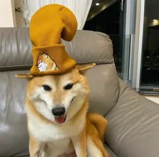 ❤️ dog, shiba inu, hat, funny, pet, animal, cute telegram sticker