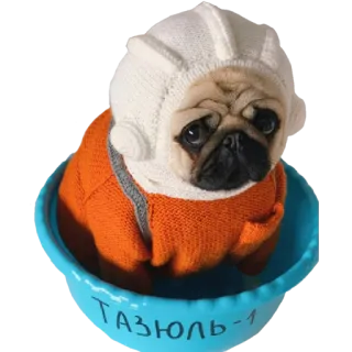 🙄 ТАЗЮЛЬ-1 pies, mops, słodki, kask, pomarańczowy, zwierzę domowe, zwierzę telegram sticker
